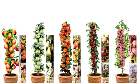 3x, 5x oder 10x OH2 Obstbaum-Mix