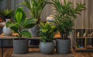 4er-Set pflegeleichte Zimmerpflanzen