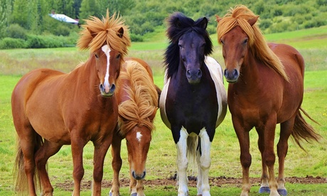 Bis zu 50% Rabatt auf den Reiten – Training bei Pferdeführerschein