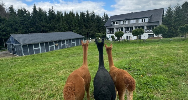 Winterberg: Frühstück, Dinner, Wellness & Alpakas – Kurzurlaub für Zwei (2–3 Nächte) im Landhotel Flora & Fauna
