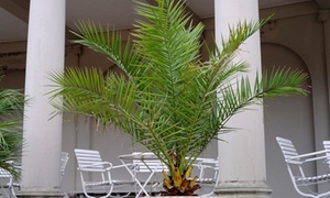  Palmera de Canarias Phoenix 