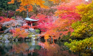  Set de 4 arces japoneses de distintas variedades y colores 