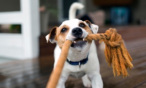 Chequeo y opción a vacuna, microchip y alta en Peluditos