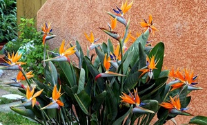 Strelitzia Reginae Birds of Paradise