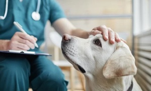 Esterilización de un gato o gata, un conejo macho o una perra