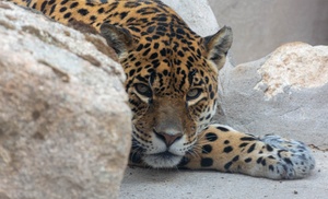 Entradas al zoo con una bolsa de comida