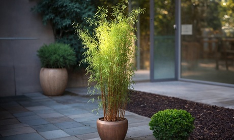 Bambú fargesia Red Dragon