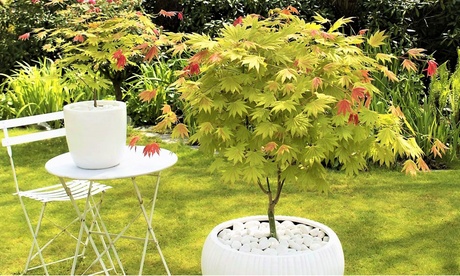 Arce japonés Arce japonés