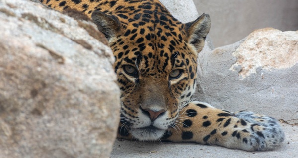 Entradas al zoo con una bolsa de comida