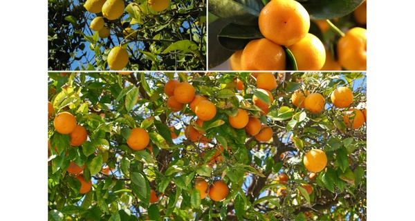 Set de 4 plantas cítricas, con 2 limoneros y 2 naranjos, entregadas en maceta de 9 cm