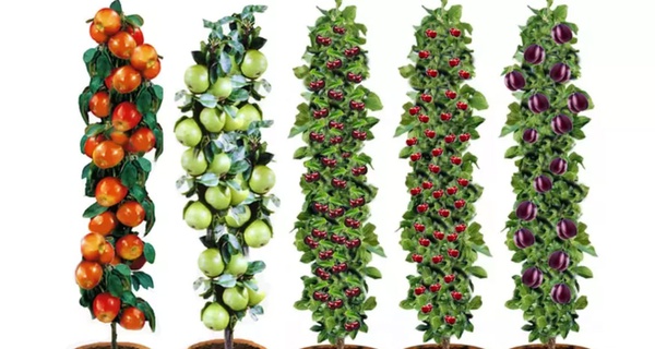 Conjunto de 5 árboles frutales XXL - Manzana, Pera, Cereza, Ciruela