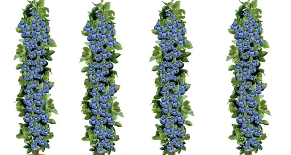 Cuatro plantas de arándanos amantes del sol; incluye un atractivo empaque