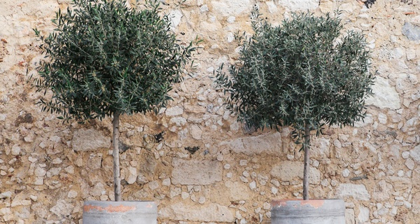 1 o 2 olivos 40-50 u 80-90 cm