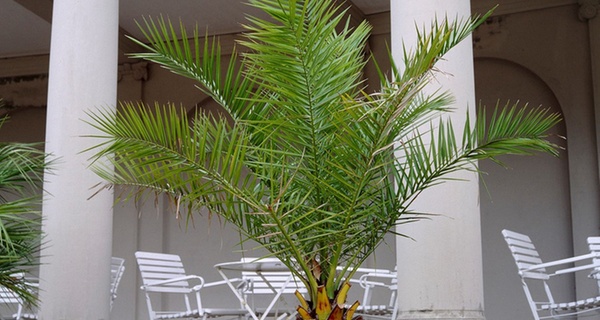 Palmera de Canarias Phoenix Canariensis, Ideal para Terrazas Soleadas