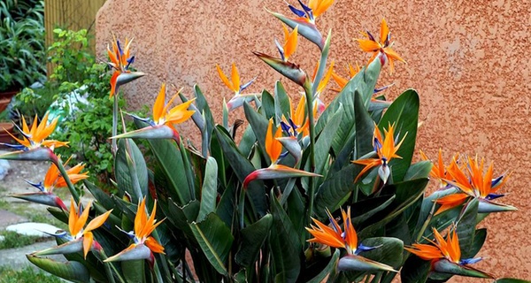 Strelitzia Reginae Birds of Paradise - 25-38 cm, 1-2M, Flores de abril a octubre