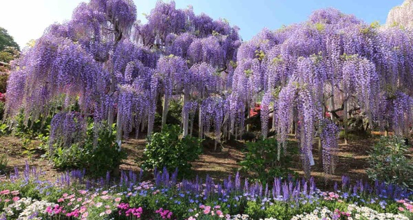 Flores fragantes de Wisteria sinensis; Plantas de exterior elegantes