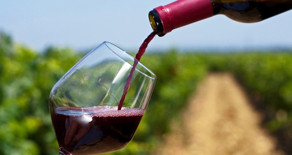 Cata de vinos ecológicos en Bodega ecológica Luis Saavedra