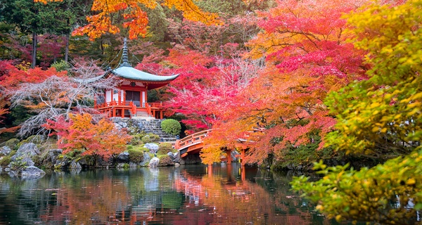 Set de 4 plantas de arce japonés de 35 cm de distintas variedades y colores