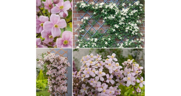 Set de 3 plantas Clematis en diferentes colores o mezcla