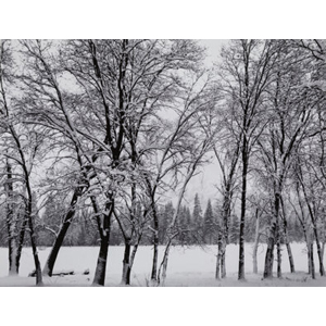 Ansel Adams (American, 1902-1984) Young Oaks, Winter, Yosemite National Park, California, 1938