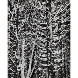 Ansel Adams (American, 1902-1984) Forest Detail, Winder, Yosemite National Park, California, 1949