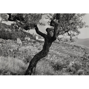 Paul Caponigro (American, 1932-2024) Cartona Olive Tree, Tuscany, Italy, 1989