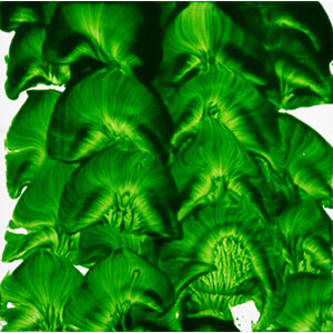 Jamie Nares (b. 1953) Untitled (Green), 2006