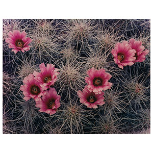 Eliot Furness Porter (American, 1901-1990) Cactus Blossom, Big Bend, Texas, (from Western Landscapes portfolio) 1950