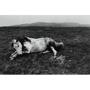 Bruce Davidson (American, b. 1933) Pit Pony, Wales, 1965