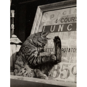Vivian Maier (American, 1926-2009) Window Cat, circa 1950s