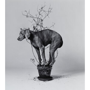 William Wegman (American, b. 1943) Jasmine, 1989