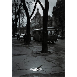 Pentti Sammallahti (Finnish, b. 1950) Untitled (Black Bird Drinking from Puddle), 2004