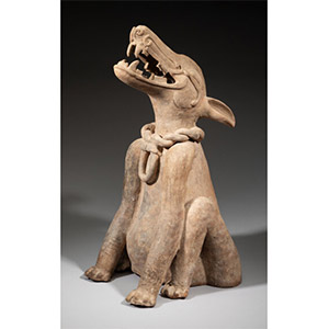 A Veracruz Howling Paca