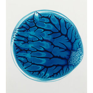 Adam Fuss (British, b. 1961) Untitled, 1987