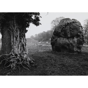 Paul Caponigro (American, 1932-2024) Stone and Tree, Avebury, England, 1964