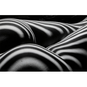 Lucien Clergue (French, 1934-2014) Zebra Nude, 1997