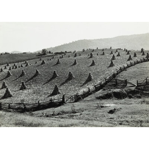 Marion Post Wolcott (American, 1910-1990) Split Rail Fences + Corn Shocks Near Marion, West Virginia, 1939