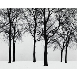 Harry Callahan (American, 1912-1999) Chicago (Trees), 1950