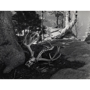 Minor White (American, 1908-1976) Steamboat Lake, Oregon, 1941