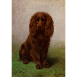 Frances C. Fairman (British, 1836-1923) Portrait of a cocker spaniel, 1909