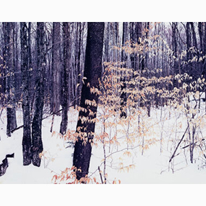 Eliot Furness Porter (American, 1901-1990) Adirondacks, New York, 1965