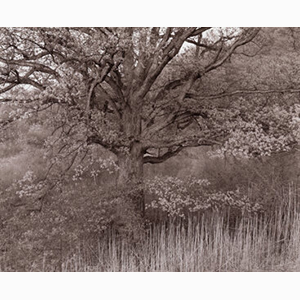 George Tice (American, 1938-2025) Oak Tree, Holmdel, New Jersey, 1972