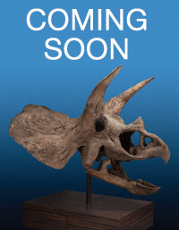 April 29 Nature & Science Signature Auction