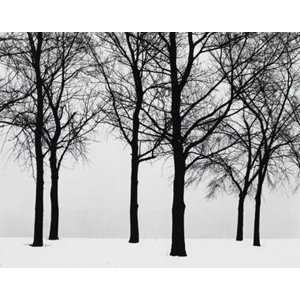 Harry Callahan (American, 1912-1999) Chicago (Trees), 1950