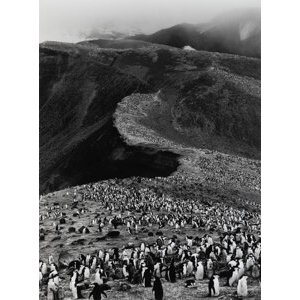 Sebastiao Salgado (Brazilian, 1944-2025) Chinstrap Penguins, Pygoscelis Antarctica, Deception Island, 2005