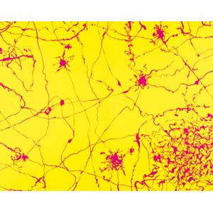 Dave Navarro and PADHiA