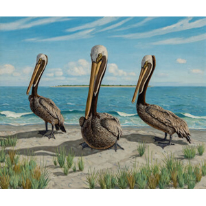 Fred Darge (American, 1900-1978) Resting, Three Brown Pelicans
