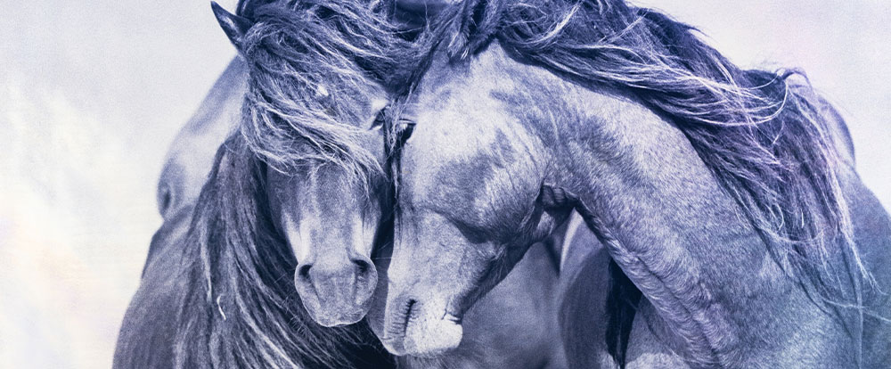 July 8 Depth of Field: Photographs Showcase Auction
