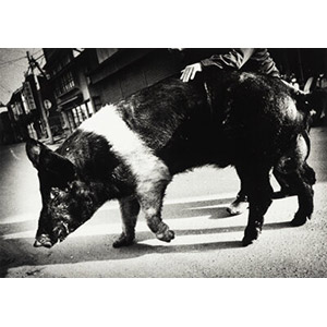 Daido Moriyama (Japanese, b. 1938) Pig, 1976