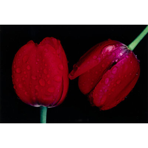 Ernst Haas (American/Austrian, 1921-1986) Red Tulips, Japan, 1980